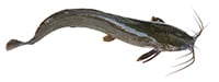 channel catfish