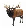 Hunter Dan Bull Elk
