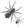 Lunkerhunt Phantom Spider Rigged Creature Bait
