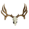 Mule Deer Raxx Skull Figure