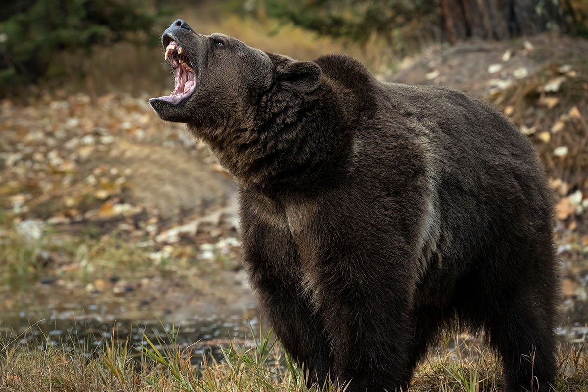 Bear growling