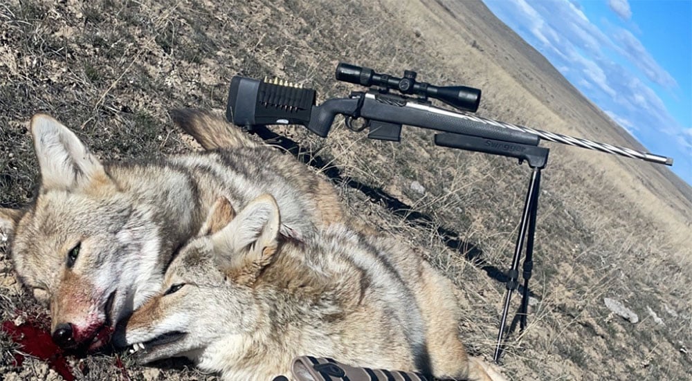 coyote hunting rifle